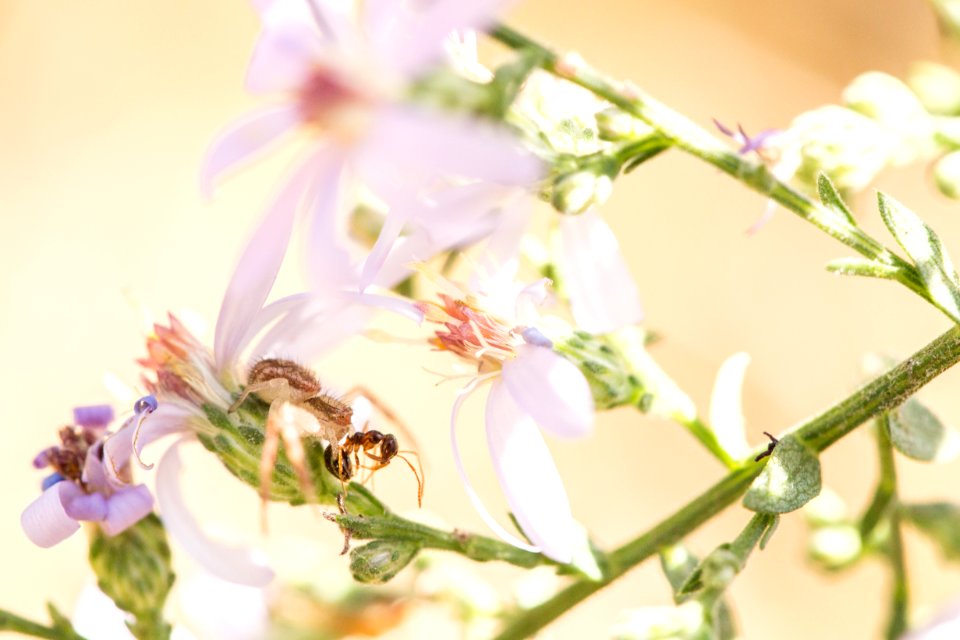 Yellow Crab Spider