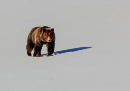 Grizzly in Hayden Valley