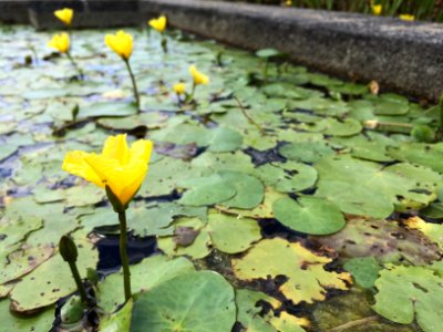 Water Lily at the Botanical Garden
