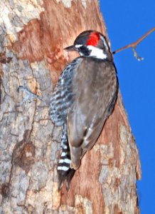 537 - ARIZONA WOODPECKER (2-25-2016) huachuca cyn, cochise co, az -02 photo