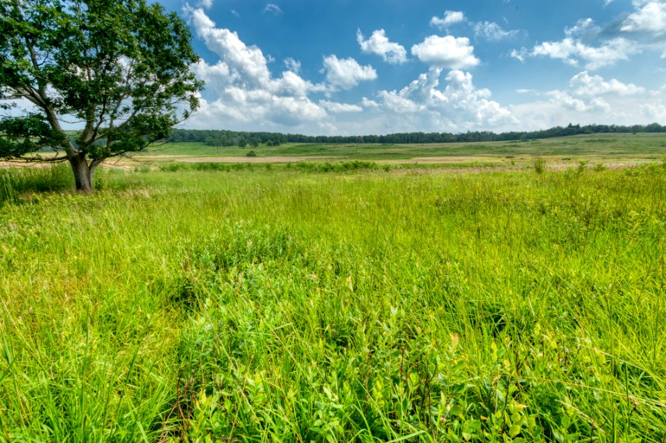 Big Meadows Green-Up Day 102