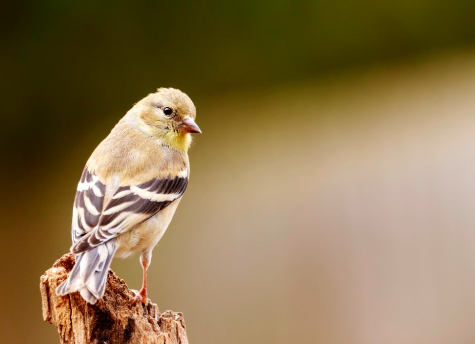 American Goldfinch