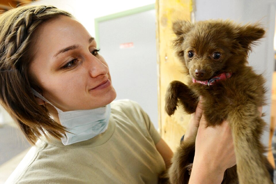 Dog doctor fur photo