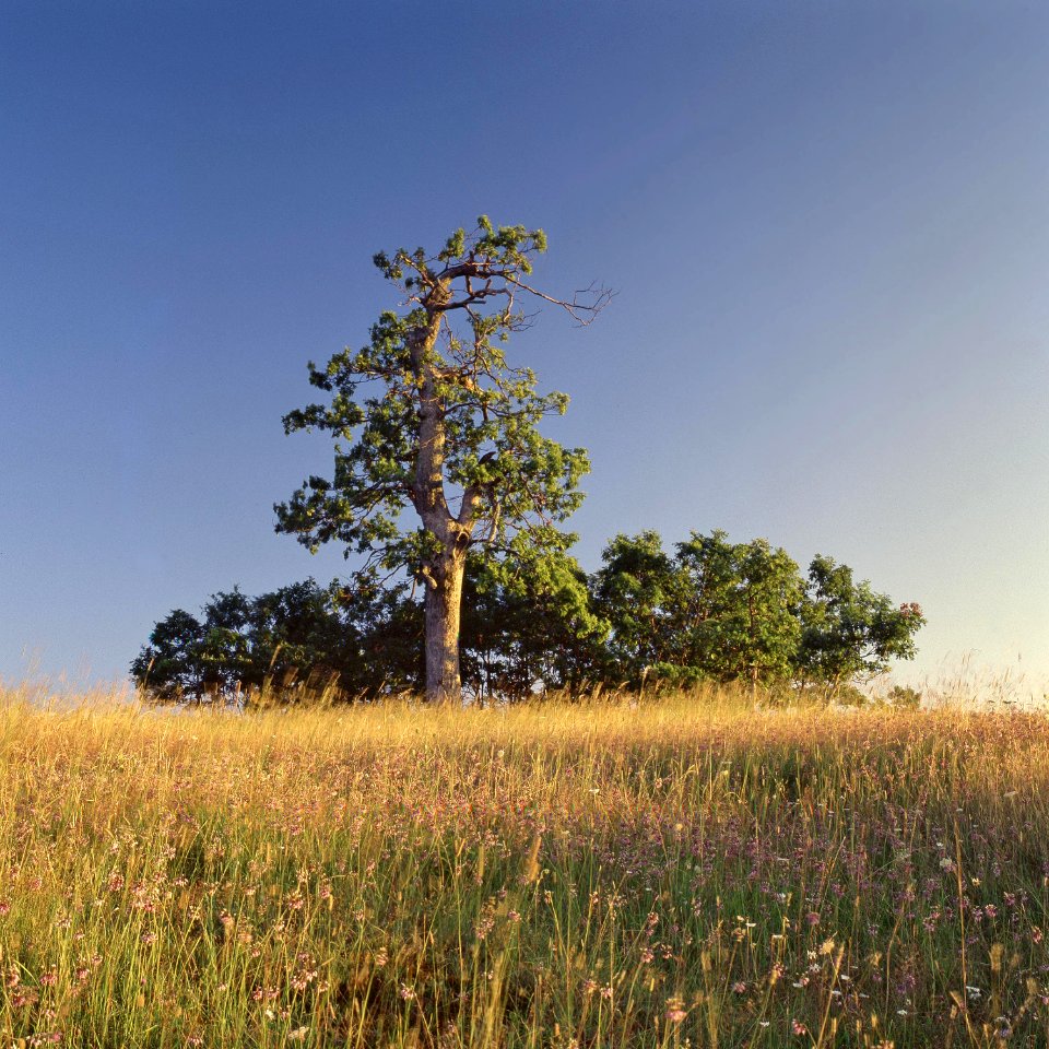 Big Meadows