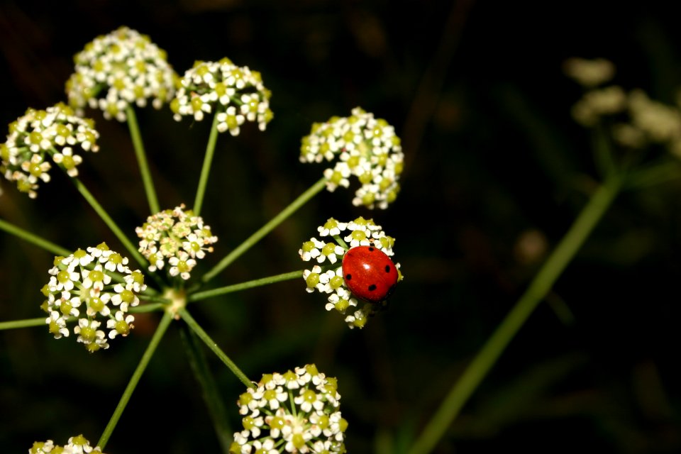 Ladybug