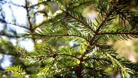 Red Spruce