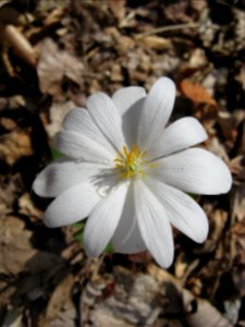 Bloodroot