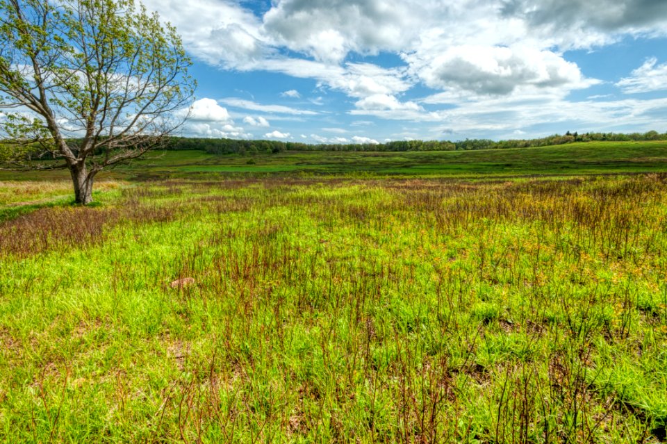 Big Meadows Green-Up Day 37