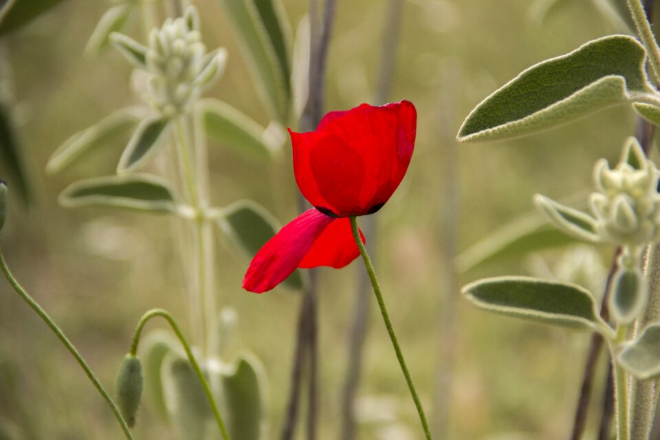 Papaver rhoeas red poppy