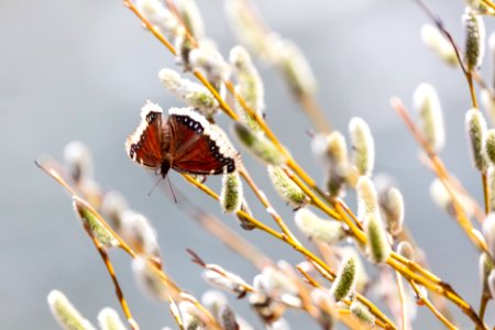 Mourning cloak (Nymphalis antiopa) on willow buds