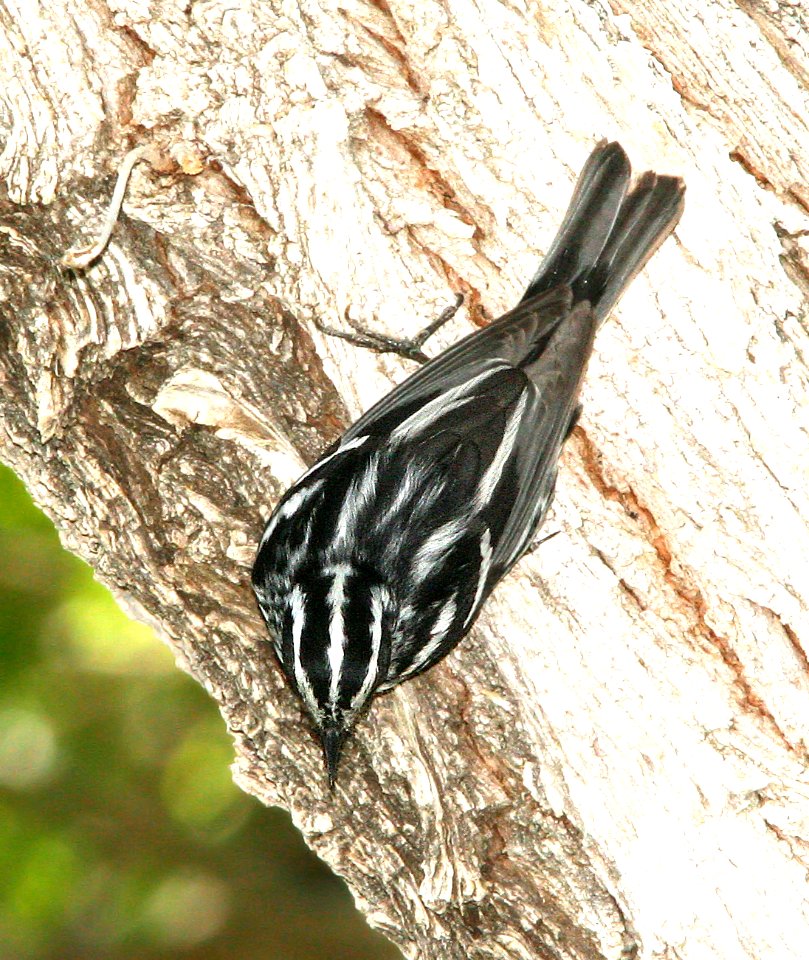 803 - BLACK-AND-WHITE WARBLER (5-31-09) silver saddle resort, galileo hill, kern co, ca  (4)