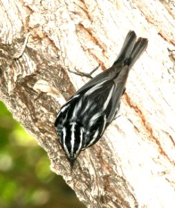 803 - BLACK-AND-WHITE WARBLER (5-31-09) silver saddle resort, galileo hill, kern co, ca  (4)