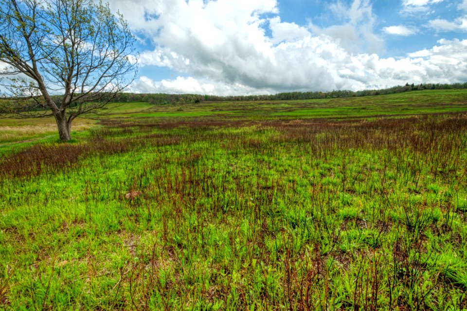 Big Meadows Green-Up Day 30