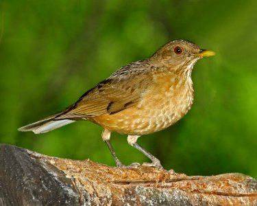 753 - CLAY-COLORED THRUSH (2-16-2015) national butterfly center, mission, hidalgo co, tx -01