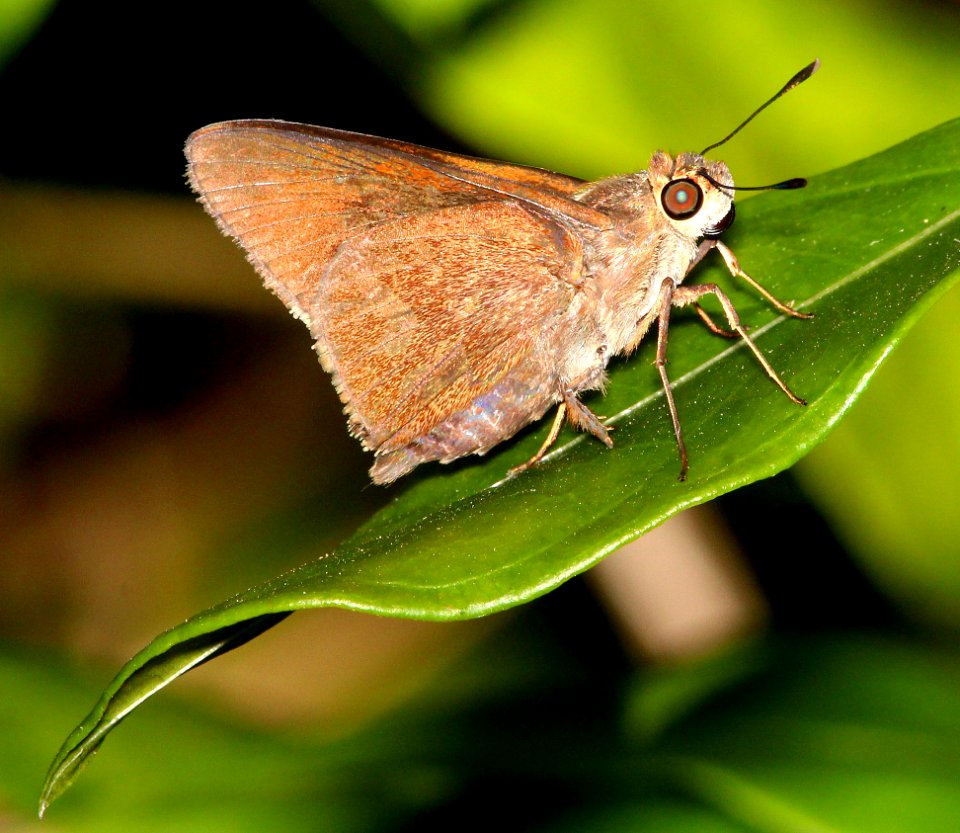 SKIPPER, sp maybe worn monk with funny wing wear (5-6-14) key west ,monroe co, fl (4)