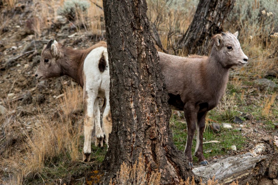 Young Sheep in Gardner Canyon