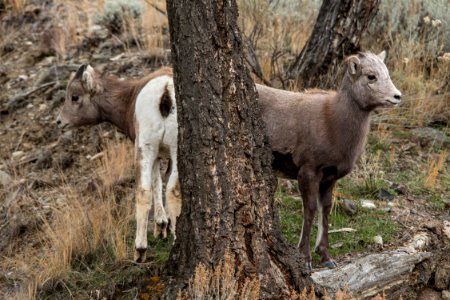 Young Sheep in Gardner Canyon