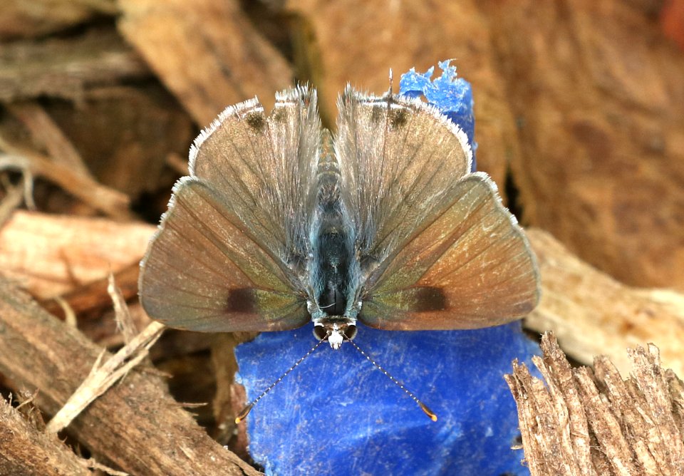 SCRUB-HAIRSTREAK, MALLOW (Strymon istapa) (11-10-2016) the national butterfly center, hidalgo co, tx -01