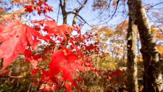 Red Maple photo