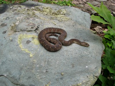 Northern Water Snake