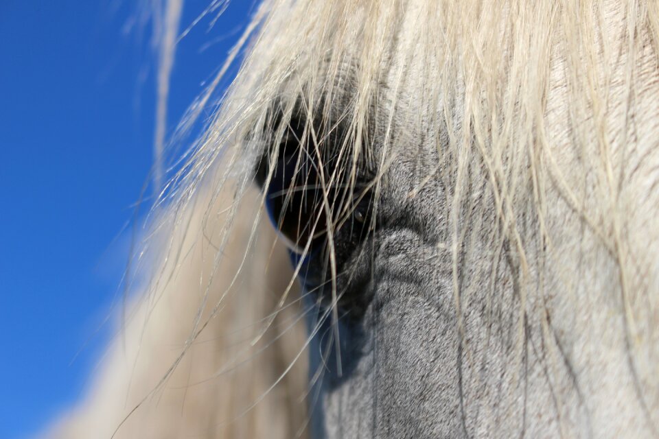 Mane arabs animal portrait