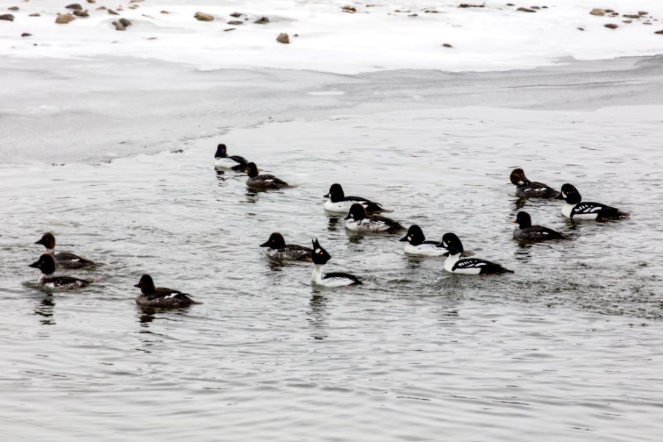 Common and Barrow's Goldeneyes in Soda Butte Creek