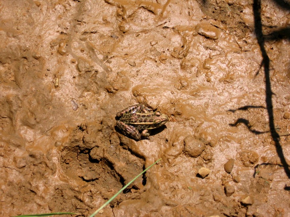 Pickerel Frog