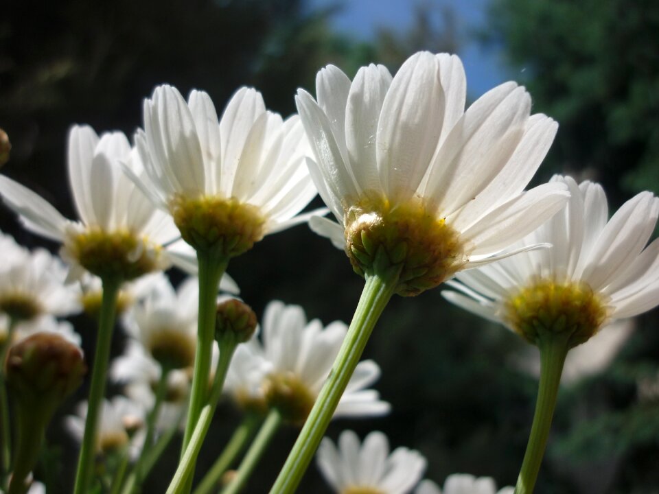 Flower garden nature