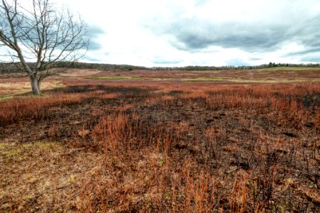 Big Meadows Green-Up - Day 12
