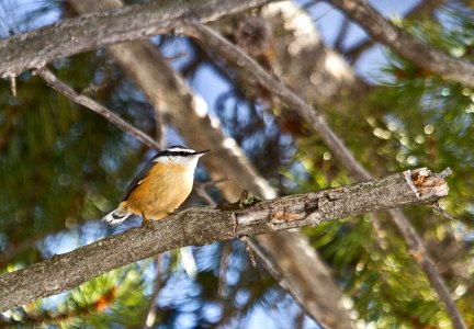 Red-breasted nuthatch photo