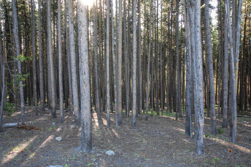 130-year-old stem exclusion phase (LP1) of lodgepole pine developing in an 1889 burn between Hayden Valley and Yellowstone Lake