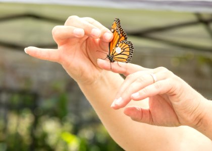 Monarch Butterfly Day 2017 photo