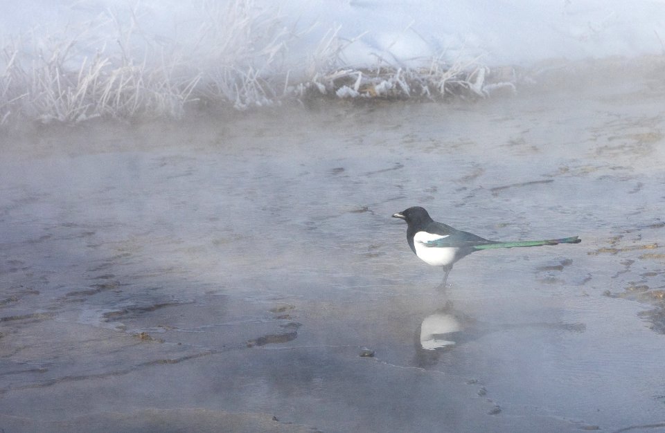 Black-billed magpie feeding in thermal runoff at Mound Terrace