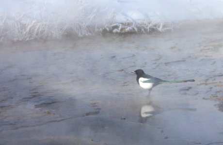 Black-billed magpie feeding in thermal runoff at Mound Terrace