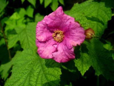 Purple-Flowering Raspberry photo