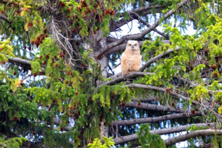 Great horned owl chick