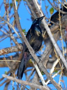 937 - COMMON GRACKLE (4-13-2016) black mesa, cimarron co, ok -02