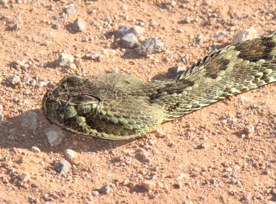 RATTLESNAKE, MOJAVE (Crotalus scutulatus) (10-26-11) san rafael grasslands, scc, az -02