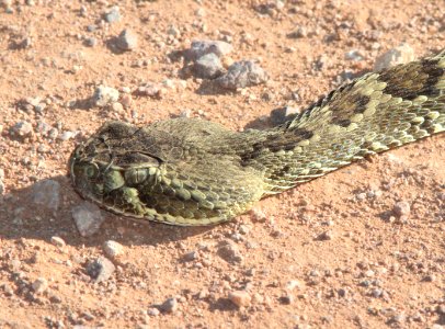 RATTLESNAKE, MOJAVE (Crotalus scutulatus) (10-26-11) san rafael grasslands, scc, az -02
