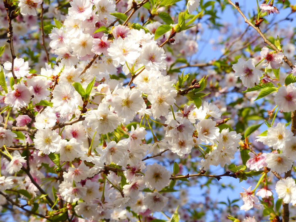 Kyoto white flower