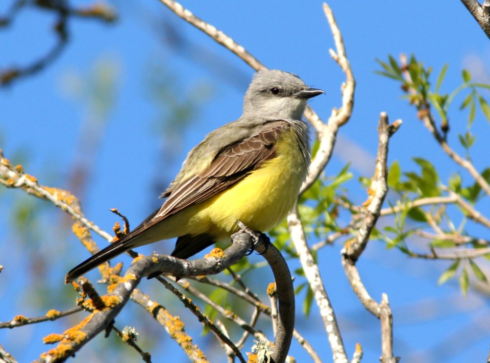 KINGBIRD, WESTERN (3-26-08) -01