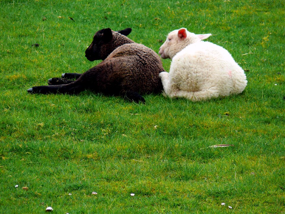 Hair young sheep lamb