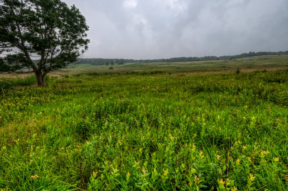 Big Meadows Green-Up Day 88