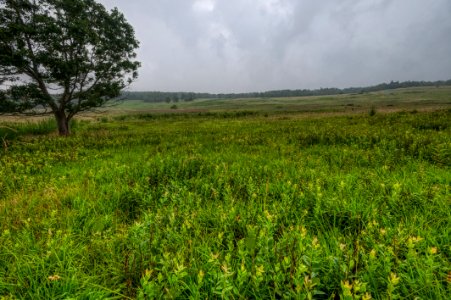 Big Meadows Green-Up Day 88