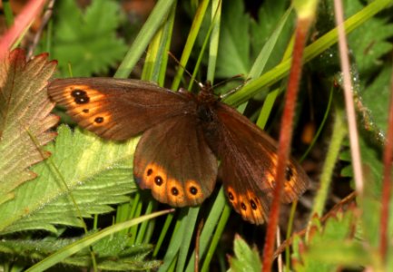 ALPINE, COMMON (Erebia epipsodea) (8-19-2020) 7200 ft, fr30067, west of togwotee pass, teton co, wy -02