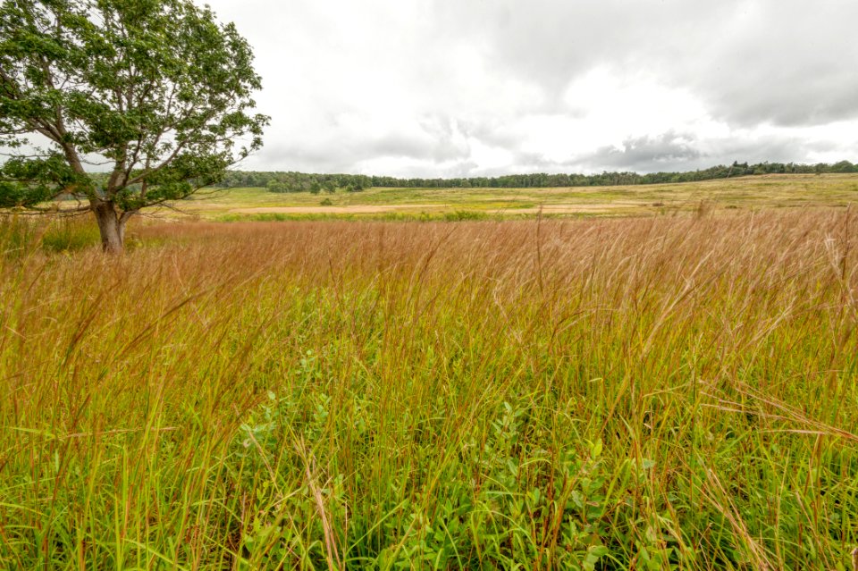 Big Meadows Green-Up Day 138