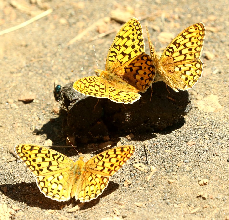 FRITILLARY, ZERENE (Speyeria zerene platina) (6-30-2018) 6500 ft, trail n-w from upper penstamon c g, cassia co, id (2)