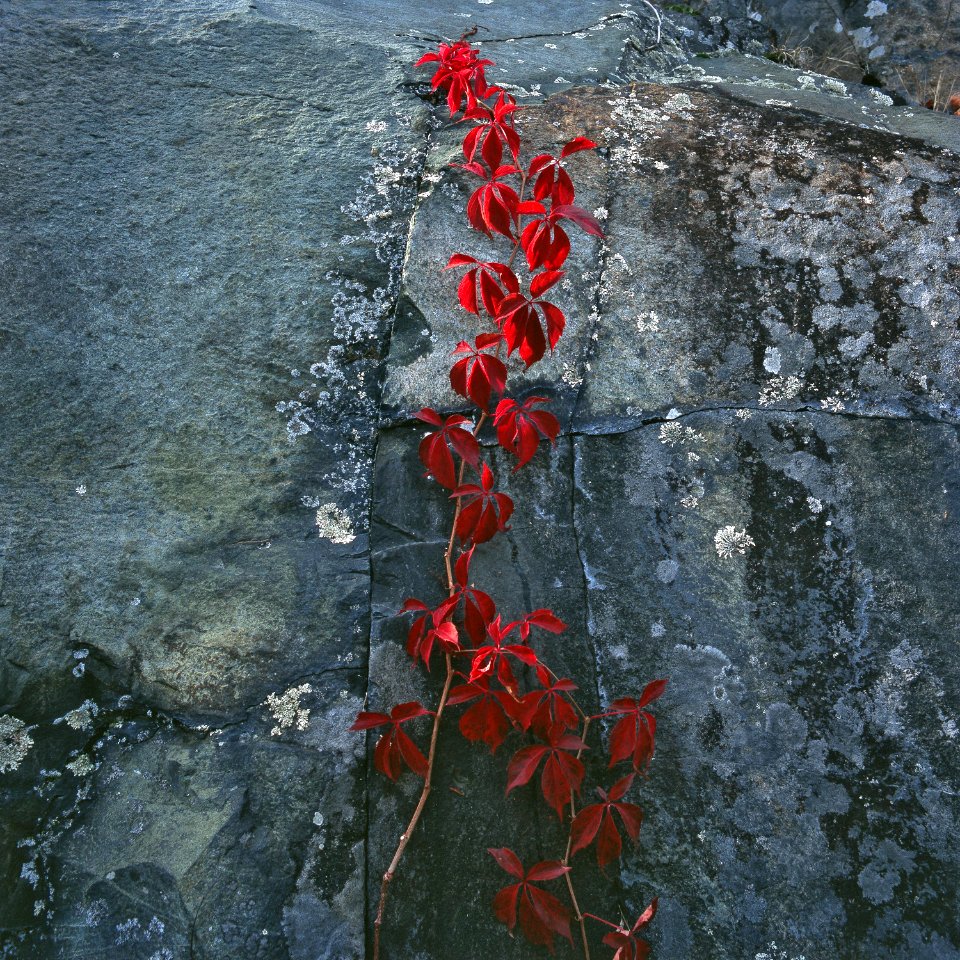 Virginia Creeper