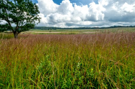 Big Meadows Green-Up Day 143