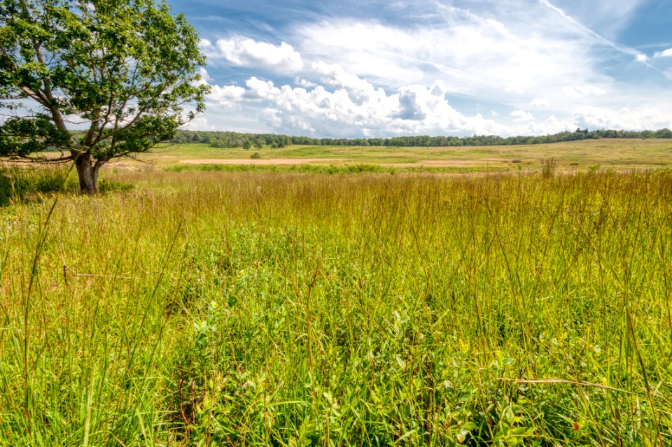 Big Meadows Green-Up Day 116